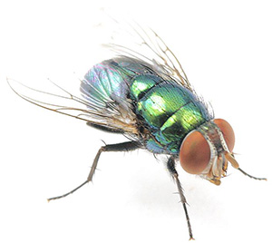 A Fly Through the Window